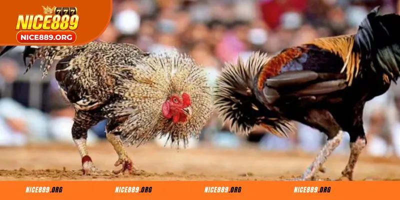 Dominasyon sa Rueda: Ang Lihim na Karunungan sa Cockfight Betting 2026